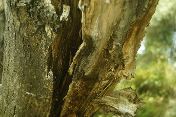 A close-up view of the old tree pocket