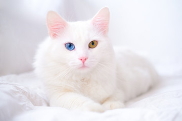 White cat with different color eyes. Turkish angora. Van kitten with blue and green eye lies on white bed. Adorable domestic pets, heterochromia. - obrazy, fototapety, plakaty