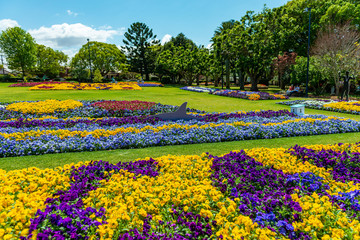 Festival of flowe