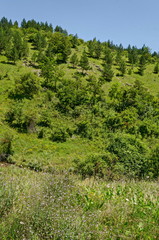 Fototapeta premium Beautiful coniferous and deciduous forest, fresh glade with different grass and small river in Balkan mountain, near Zhelyava village, Sofia region, Bulgaria 