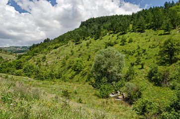 Fototapeta na wymiar Beautiful coniferous and deciduous forest, fresh glade with different grass and small river in Balkan mountain, near Zhelyava village, Sofia region, Bulgaria 