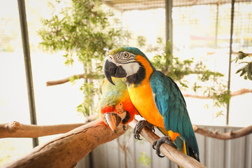 Two Macaws showing off, colorful pet birds in aviary. 