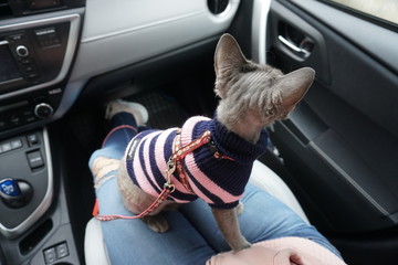 Young purebred devon rex female in striped clothes and cat's suspenders  inside the car, taken to the vet.
