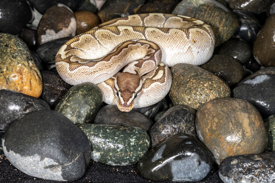 young Sugar Morph Ball Python on wet rocks