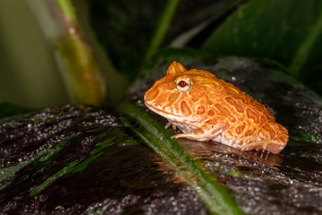 Strawberry Pineapple Albino morph of the Pac Man Frog