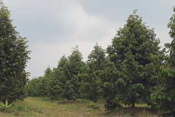 Durian garden view with cloud