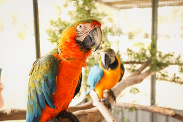 Two Macaws showing off, colorful pet birds in aviary. 