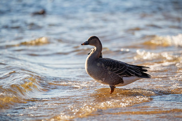 The taiga bean goose (Anser fabalis) is a goose that breeds in northern Europe and Asia.
