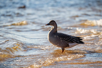 Fototapeta premium The taiga bean goose (Anser fabalis) is a goose that breeds in northern Europe and Asia.