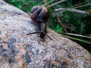 snail on tree, Snail on stone, snail, background, wallpaper, place for text, spring snail, spring