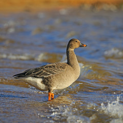 The taiga bean goose (Anser fabalis) is a goose that breeds in northern Europe and Asia.