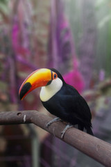 Toucan in a tree Tucán en un arbol