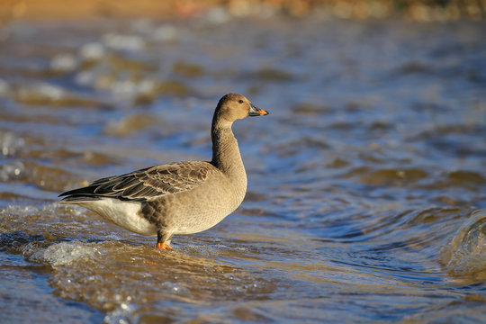 bean goose