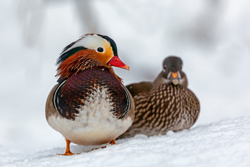 The mandarin duck (Aix galericulata) is a perching duck species native to East Asia.