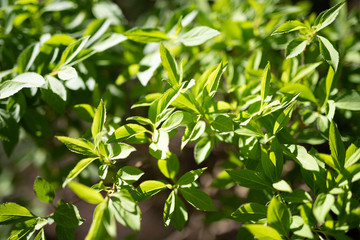 Green leaves growing in on the trees background. Early spring time.
