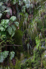 Ferns at Doubtfull Sound. Fjordland New Zealand. South Island.