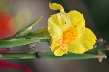 A Pretty Yellow Flower Outdoor Plant