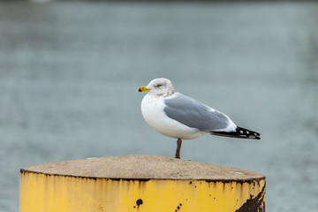 Seagull sitting on the river bank in winter