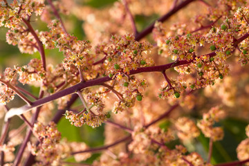 Branch of mango flower have a tidy fruits at home garden