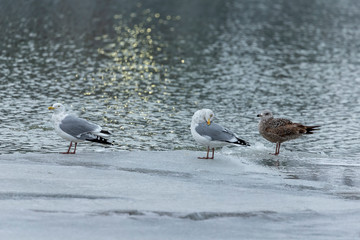 Seagull sitting on an ice floe on the river