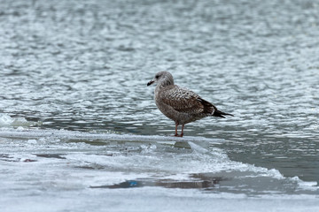 Seagull sitting on an ice floe on the river