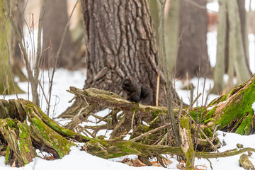 Squirrel. Eastern gray squirrel, dark form in a snowy forest, natural scene from wisconsin