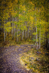 Obraz premium forest in autumn