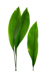 Exotic plant leaves with clipping path