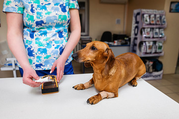 An electrocardiogram for a dog of a Dachshund breed. Cardiological research in veterinary medicine. Setting the electrodes of a Dachshund cardiograph