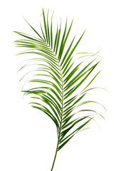 Exotic tropical leaf isolated on white background