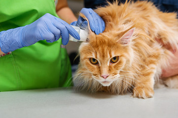 Cleansing ears for a red cat in a veterinary clinic. Preventive cleaning of the ears with a solution