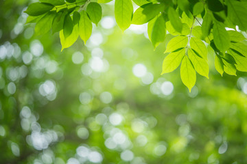 Fototapeta na wymiar Closeup nature view of green leaf on blurred and bokeh background with copy space for text.