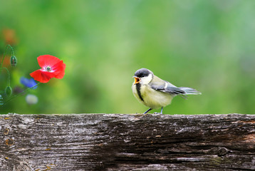 natural background with a small chick sitting on a fence against a background of red poppies in a Sunny summer garden