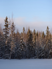 Frosty day in forest