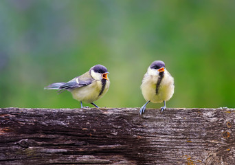 natural background with small chickadee Chicks sitting on a fence in a Sunny summer garden and squeaking
