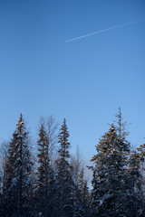 Frosty day in forest