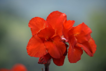 Naklejka premium A Pretty Red Flower Outdoor Plant