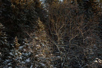 Fototapeta na wymiar Frosty day in forest