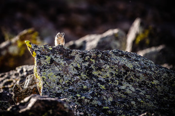 Pika in Colorado