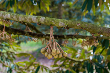 Durian flowers are blooming on the branches in the garden. King of fruit in Thailand	