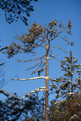 Frosty day in forest