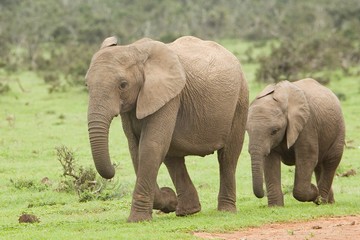 two young thirsty elephants walking along a path in a National park