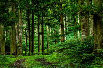 兵庫県・奥深い山の風景