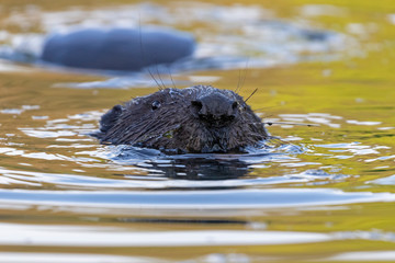  Portrait of Eurasian beaver (Castor fiber) in water. The Eurasian beaver (Castor fiber) or European beaver is a beaver species that was once widespread in Eurasia. 