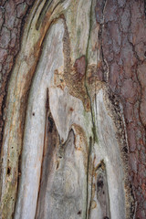 Pine tree trunk
