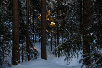 Frosty day in forest