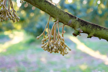 Durian flowers are blooming on the branches in the garden. King of fruit in Thailand	