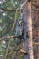 Great gray owl (Strix nebulosa) in the natural ecosystem of life.