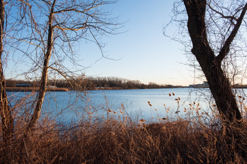 Obraz premium Lake view background between two trees. Trees by lakefront. Abstract nature background. 