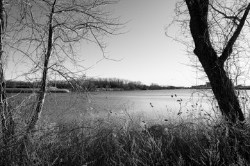 Lake view background between two trees. Trees by lakefront. Abstract nature background. 